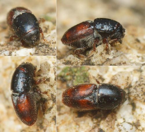 Scolytus sp.